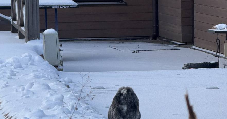 Дом-Баня и ШАЛАШИ с ДЖАКУЗИ в Усадьбе "ЛЕСНАЯ" у экопруда для вечеринок и семейного отдыха в Минской области, д.Малиновщина, ул.Лесная,28  изображение 46 - kvartirka.by