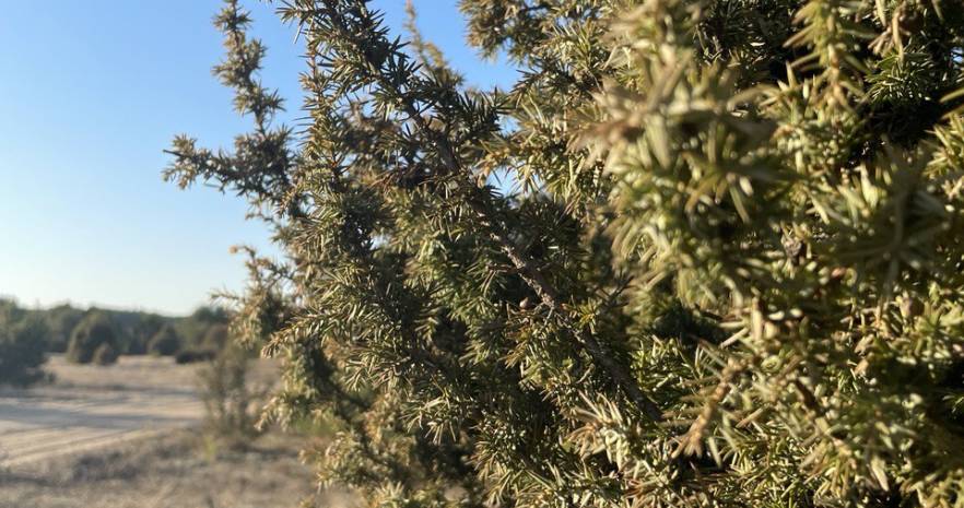 Шале "Можжевеловое" для отдыха с русской банькой в Беловежской пуще в Брестской области, дер. Чабахи, ул. Лесная, д.21  изображение 16 - kvartirka.by