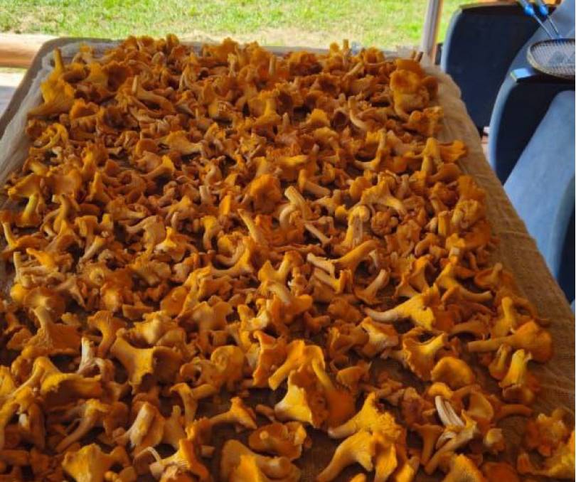 Шале "Лесное" в Беловежской пуще  с выходом в грибной лес  - kvartirka.by