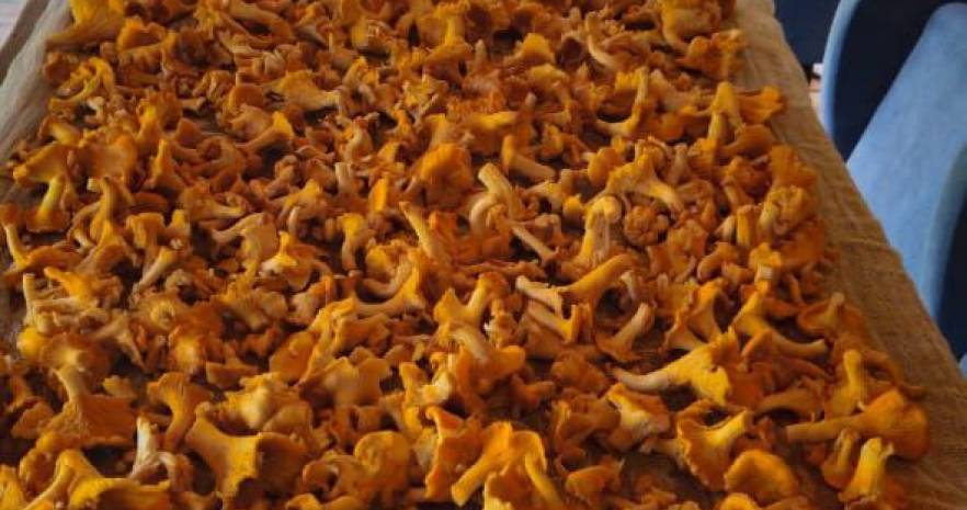 Шале "Лесное" в Беловежской пуще  с выходом в грибной лес  в Брестской области, ул. Лесная, д.15  изображение 20 - kvartirka.by