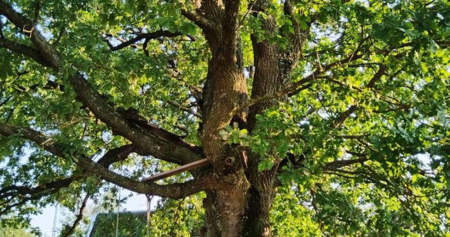 Шале "Лесное" в Беловежской пуще  с выходом в грибной лес  в Брестской области, ул. Лесная, д.15  изображение 12 - kvartirka.by