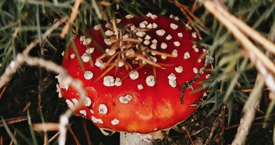 Шале "Лесное" в Беловежской пуще  с выходом в грибной лес  в Брестской области, ул. Лесная, д.15  изображение 18 - kvartirka.by