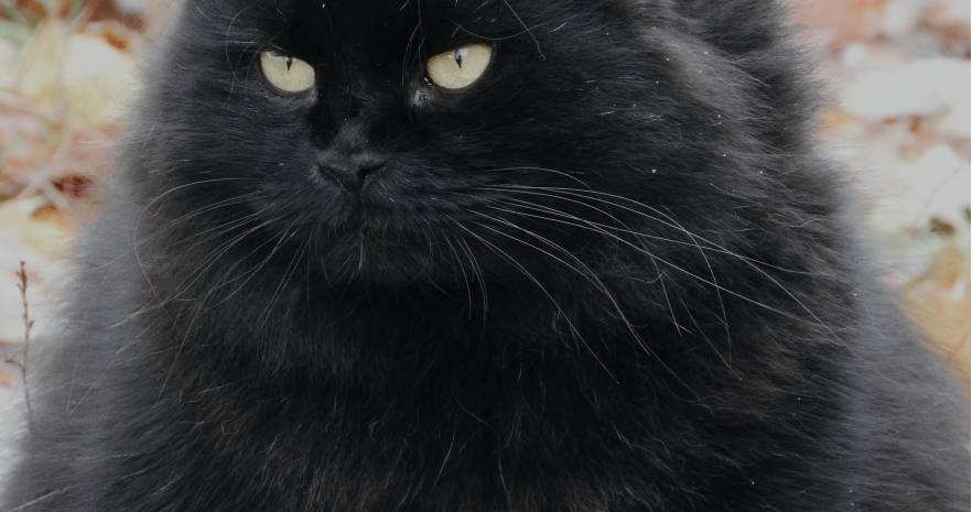 Шале "Лесное" в Беловежской пуще  с выходом в грибной лес  в Брестской области, ул. Лесная, д.15  изображение 17 - kvartirka.by