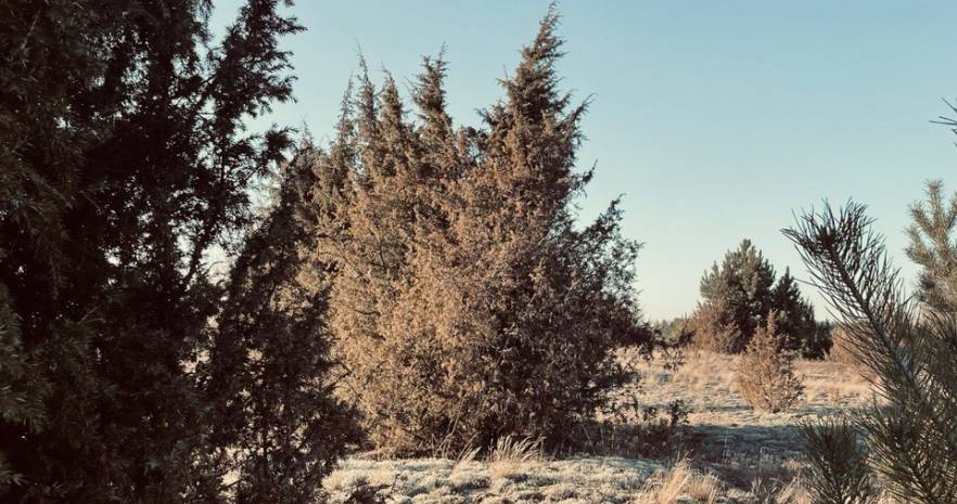 Шале "Лесное" в Беловежской пуще  с выходом в грибной лес  в Брестской области, ул. Лесная, д.15  изображение 16 - kvartirka.by