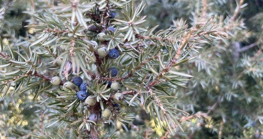Шале "Лесное" в Беловежской пуще  с выходом в грибной лес  в Брестской области, ул. Лесная, д.15  изображение 15 - kvartirka.by