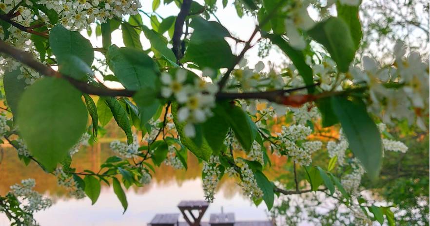 Усадьба "Марусина хата" в Витебской области, д. Замошье, дом 12  изображение 16 - kvartirka.by