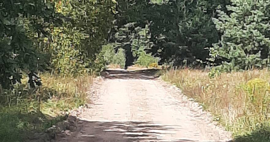 Сказка в Беловежской пуще в Брестской области, д.Столповиски, д.2  изображение 46 - kvartirka.by