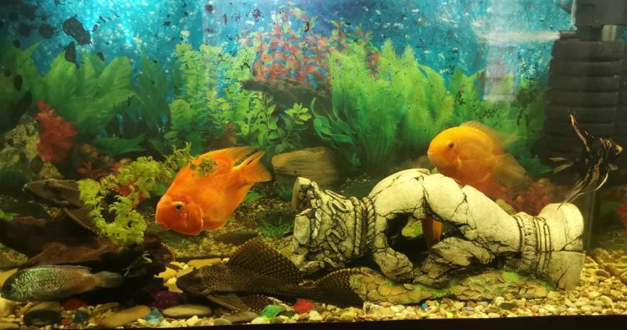 Дворицкая Слобода 38 А. Минск. Малиновка в Минской области, 38А, деревня Дворицкая Слобода, Щомыслицкий сельсовет, Минский район, Минская область  изображение 36 - kvartirka.by