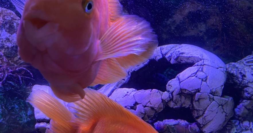 Дворицкая Слобода 38 А. Минск. Малиновка в Минской области, 38А, деревня Дворицкая Слобода, Щомыслицкий сельсовет, Минский район, Минская область  изображение 105 - kvartirka.by