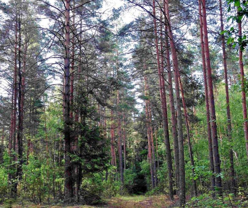  Избушка в Янушках - kvartirka.by