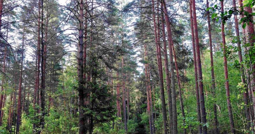  Избушка в Янушках в Минской области, д.Янушки, ул.Центральная улица, д.19  изображение 20 - kvartirka.by