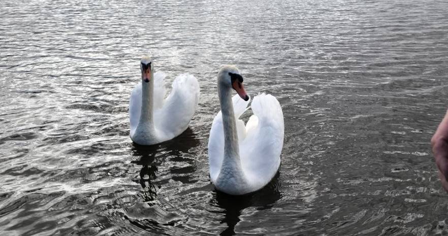 Усадьба Черница в Минской области, д.Черница, ул. Магистральная, 34  изображение 2 - kvartirka.by