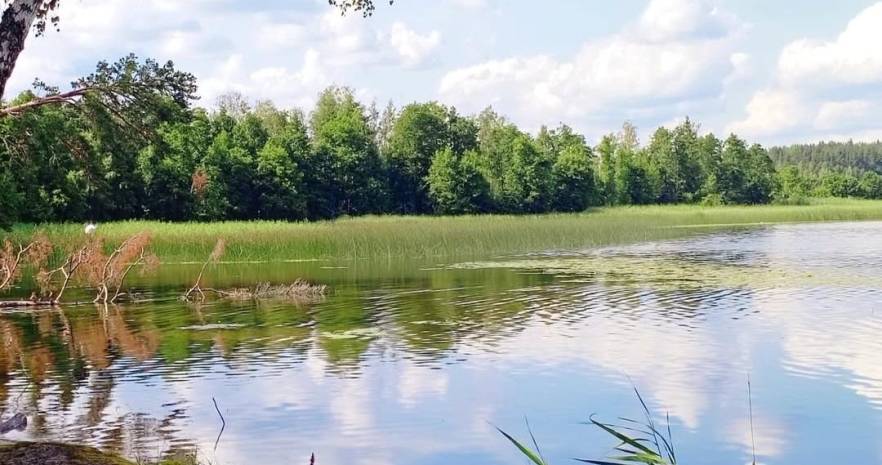 Golden_Time  в Витебской области, Новопогостский сельсовет, хутор Пустошка, д.3  изображение 18 - kvartirka.by