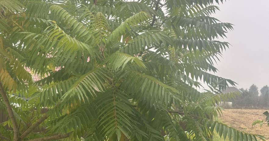 Дом с банькой  в Минской области, д. Щитомировичи, ул. Приветливая, д.37  изображение 41 - kvartirka.by