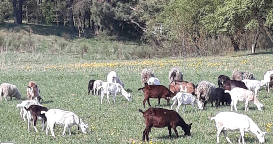 Казачий стан в Гродненской области, А.г Гнезно  изображение 18 - kvartirka.by