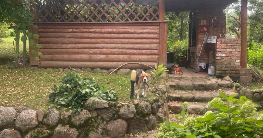 Агроусадьба «Островок тишины» в Витебской области, Витебская область, Лепельский район, д. Хвощово, дом 3.  изображение 21 - kvartirka.by