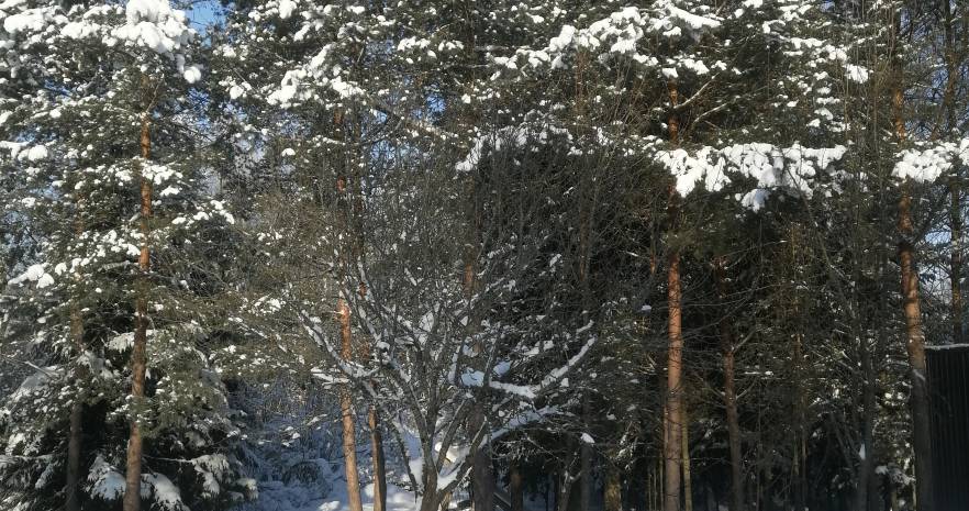 Агроусадьба ЛЮБОВО в Витебской области, д. Любово, ул. Оршанская, д. 5  изображение 2 - kvartirka.by