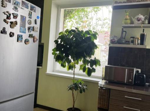 Бесплатный завтрак - kvartirka.by