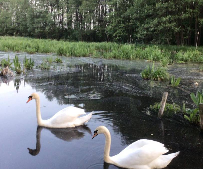 Усадьба Ельница - 2 - kvartirka.by