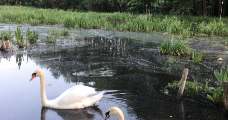 Усадьба Ельница - 2 в Минской области, д. Ельница, ул. Китаева, д.77 А, Новодворский сельсовет  изображение 5 - kvartirka.by