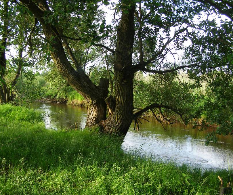 Шишканы - kvartirka.by