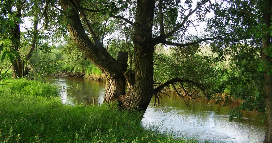 Шишканы в Брестской области, деревня Херма, 11А, Мухавецкий сельсовет  изображение 4 - kvartirka.by