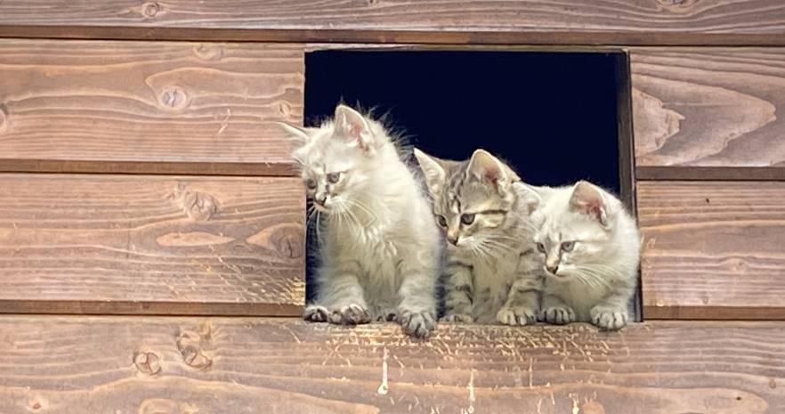 Шишканы в Брестской области, деревня Херма, 11А, Мухавецкий сельсовет  изображение 9 - kvartirka.by