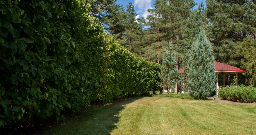 Дубрава в Минской области, д. Дрозды, ул. Лесная,  д.1  изображение 4 - kvartirka.by