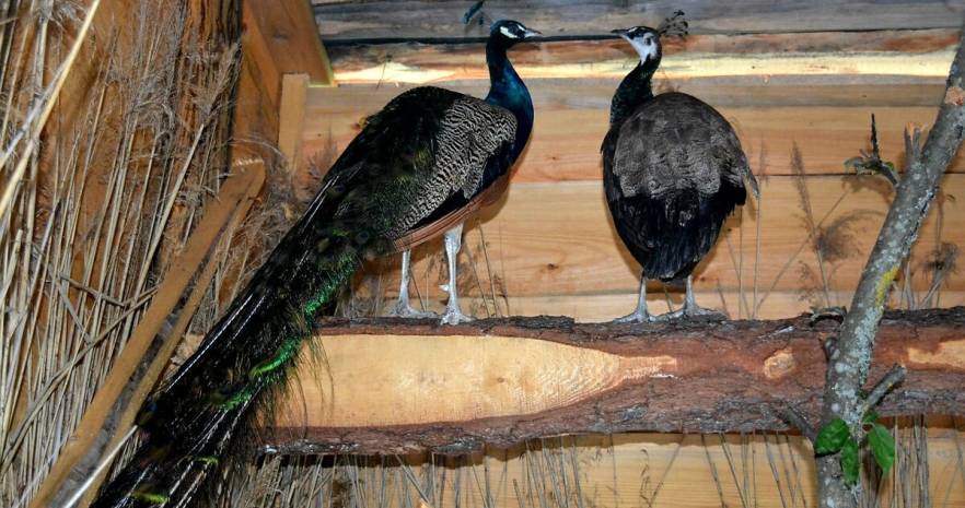 Агроусадьба "Диана" в Витебской области, Браславский район, Быстромовцы, ул. Центральная  изображение 91 - kvartirka.by