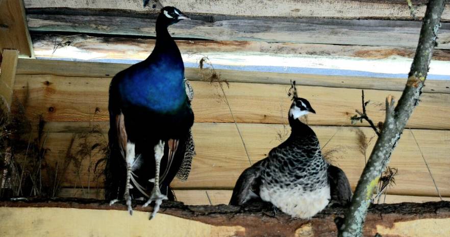 Агроусадьба "Диана" в Витебской области, Браславский район, Быстромовцы, ул. Центральная  изображение 95 - kvartirka.by