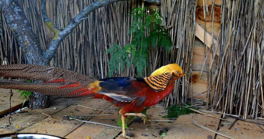 Агроусадьба "Диана" в Витебской области, Браславский район, Быстромовцы, ул. Центральная  изображение 96 - kvartirka.by