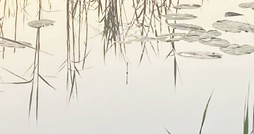 Еленский хутор в Витебской области, д. Еленцы, дом 5  изображение 20 - kvartirka.by