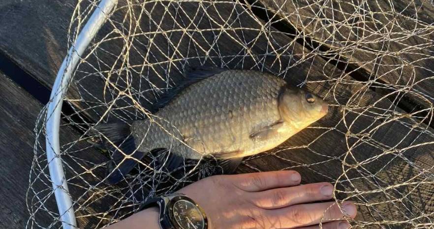 Еленский хутор в Витебской области, д. Еленцы, дом 5  изображение 21 - kvartirka.by