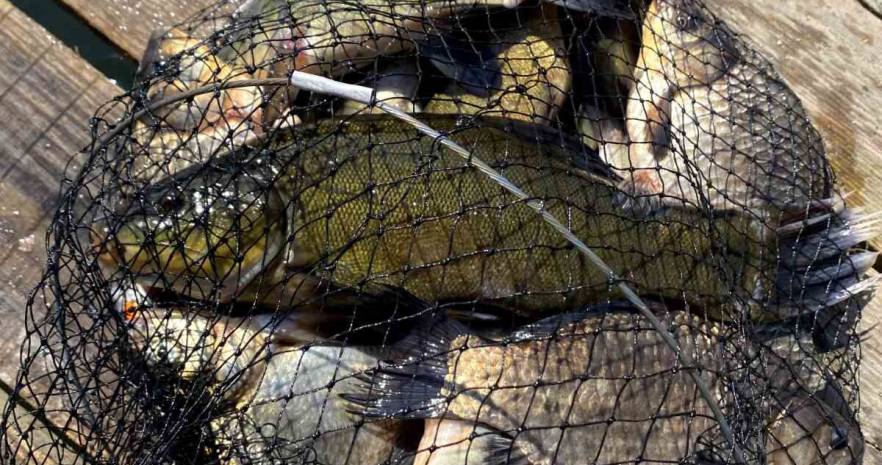 Еленский хутор в Витебской области, д. Еленцы, дом 5  изображение 33 - kvartirka.by