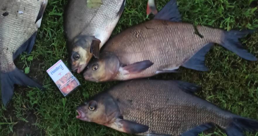 Гостевой дом "АнтоЛина" в Витебской области, д. Заречье, 8, Слободковский сельсовет  изображение 22 - kvartirka.by