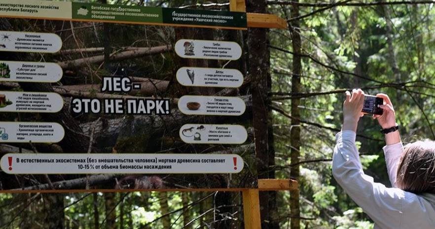 Усадьба "Апельсин"  в Витебской области, г. п. Ушачи, ул. Вечельская, 6   изображение 22 - kvartirka.by